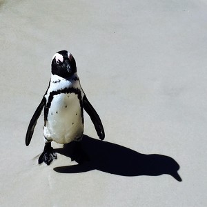 Fundraising Page: Marla Simpson